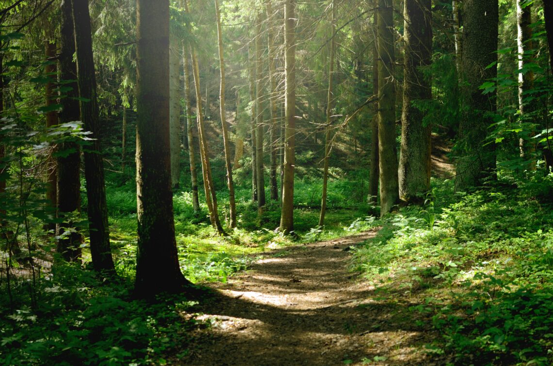 Sunlit forest path winding through dense trees and green undergrowth.