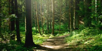 Sunlit forest path winding through dense trees and green undergrowth.