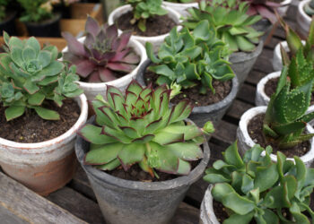 Several potted succulents with green rosettes and red-tinged edges arranged on a wooden surface.