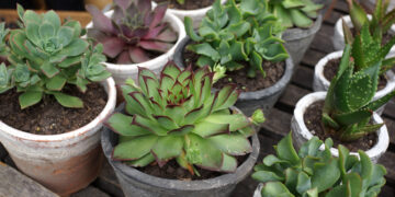Several potted succulents with green rosettes and red-tinged edges arranged on a wooden surface.