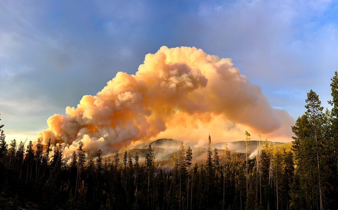 Towering smoke plume from a wildfire over a pine forest at sunset, with orange glow and dark foreground trees.