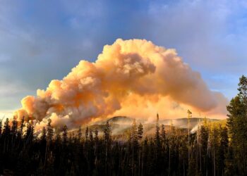 Towering smoke plume from a wildfire over a pine forest at sunset, with orange glow and dark foreground trees.