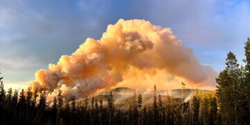 Towering smoke plume from a wildfire over a pine forest at sunset, with orange glow and dark foreground trees.