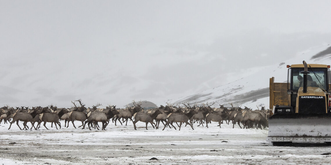 Herd of reindeer migrating across a snowy plain with a yellow Caterpillar bulldozer on the right.