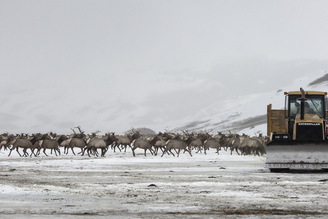 Herd of reindeer migrating across a snowy plain with a yellow Caterpillar bulldozer on the right.