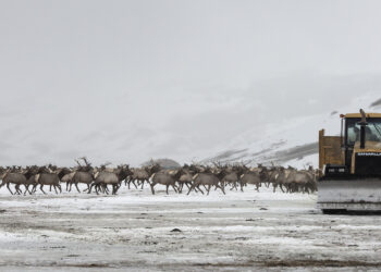 Herd of reindeer migrating across a snowy plain with a yellow Caterpillar bulldozer on the right.