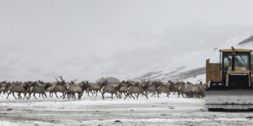 Herd of reindeer migrating across a snowy plain with a yellow Caterpillar bulldozer on the right.