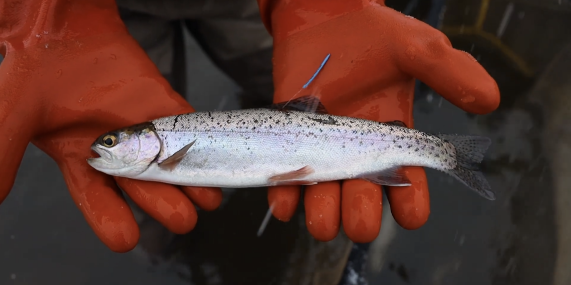 Small speckled fish held by gloved hands in bright red gloves outdoors or on a boat
