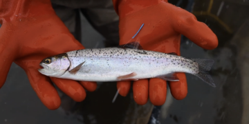 Small speckled fish held by gloved hands in bright red gloves outdoors or on a boat