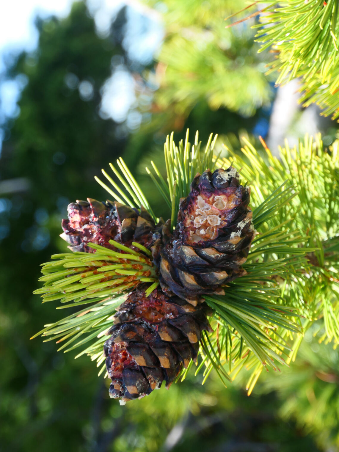 Close-up of bright green pine needles with a brown pine cone on a tree branch.