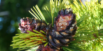 Close-up of bright green pine needles with a brown pine cone on a tree branch.