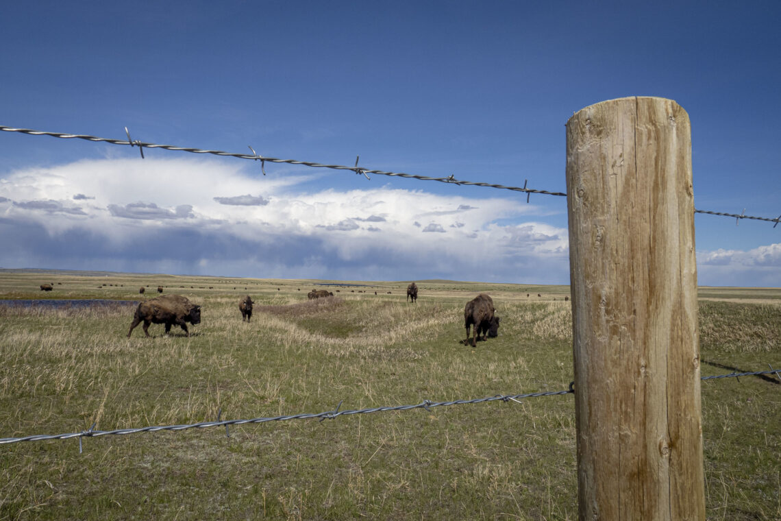 Barbed wire fence and wooden post in a grassy plains field with a herd of bison grazing in the distance under a blue sky