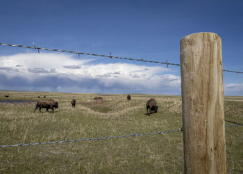 Barbed wire fence and wooden post in a grassy plains field with a herd of bison grazing in the distance under a blue sky