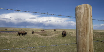 Barbed wire fence and wooden post in a grassy plains field with a herd of bison grazing in the distance under a blue sky