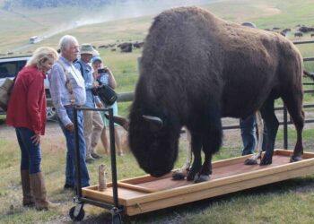 Bison stands on a wooden weighing platform outdoors while a group of tourists watches and photographs nearby.