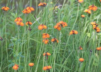 Cluster of orange blanketflowers in a sunlit grassy meadow with tall green stems and leaves