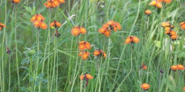 Cluster of orange blanketflowers in a sunlit grassy meadow with tall green stems and leaves