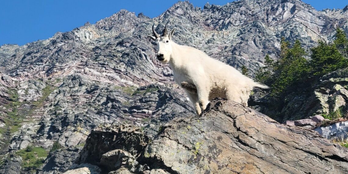 Alpine mountain goat standing on a rocky ledge with jagged gray mountains and a blue sky behind it.