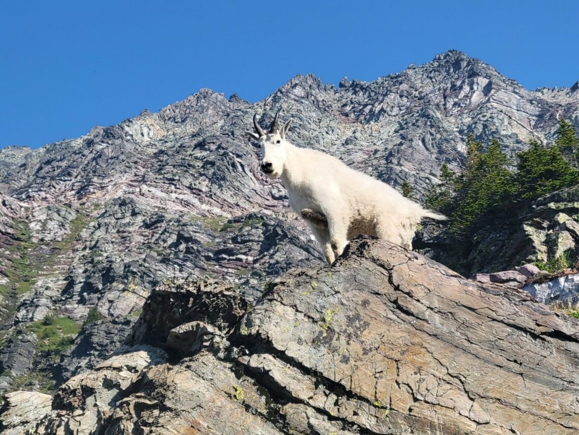 Alpine mountain goat standing on a rocky ledge with jagged gray mountains and a blue sky behind it.