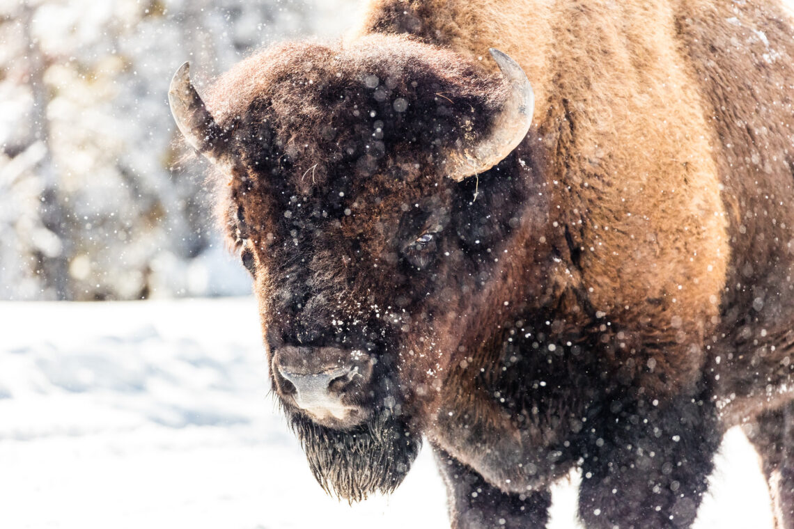 Close-up of a brown bison head in falling snow, facing the viewer and covered in frost particles.