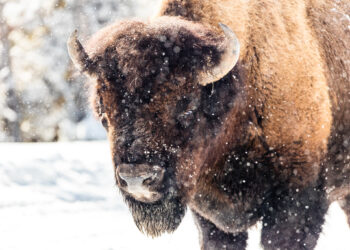 Close-up of a brown bison head in falling snow, facing the viewer and covered in frost particles.