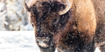 Close-up of a brown bison head in falling snow, facing the viewer and covered in frost particles.
