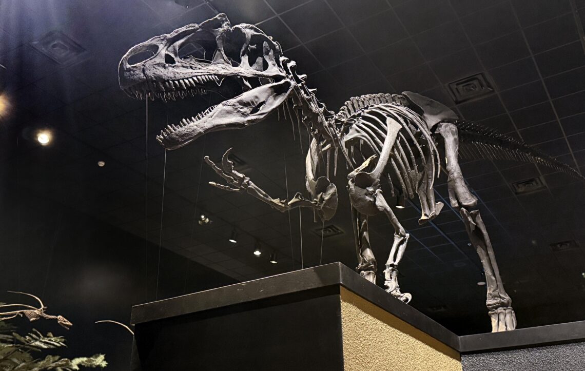 Mounted theropod dinosaur skeleton on display in a dim museum gallery, viewed from the side with its jaws open