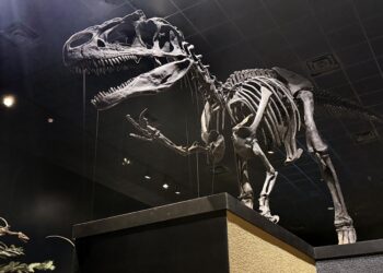 Mounted theropod dinosaur skeleton on display in a dim museum gallery, viewed from the side with its jaws open