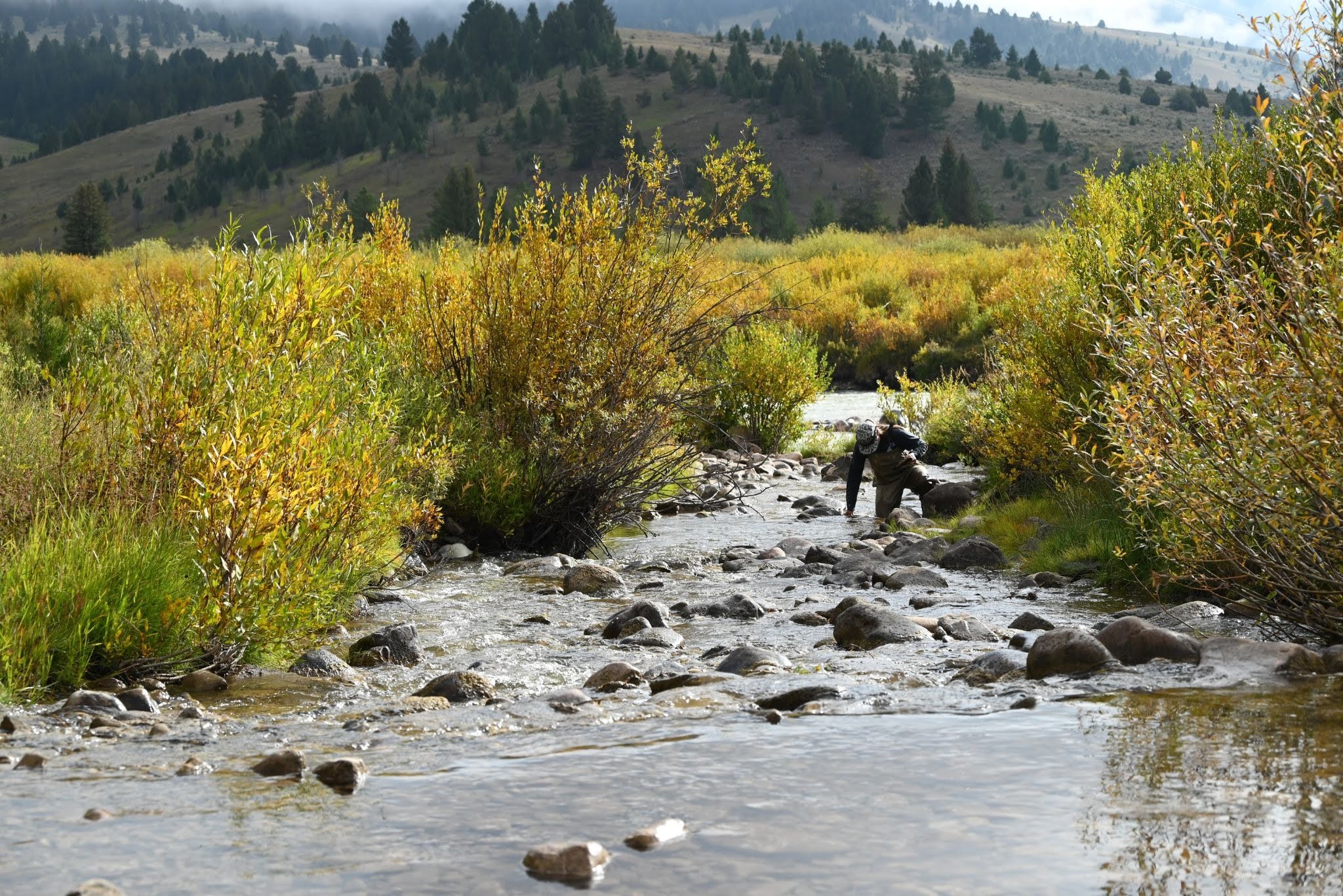 Person wearing waders crossing a shallow rocky river, framed by golden autumn shrubs with forested hills in the distance.