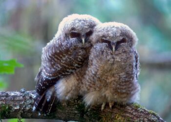 Two fluffy juvenile owls perch closely together on a mossy branch, nuzzling shoulders in a forest setting.