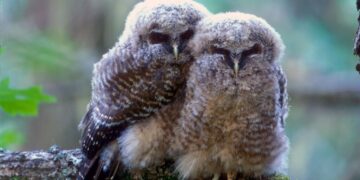Two fluffy juvenile owls perch closely together on a mossy branch, nuzzling shoulders in a forest setting.