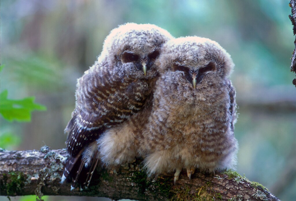 Two fluffy juvenile owls perch closely together on a mossy branch, nuzzling shoulders in a forest setting.