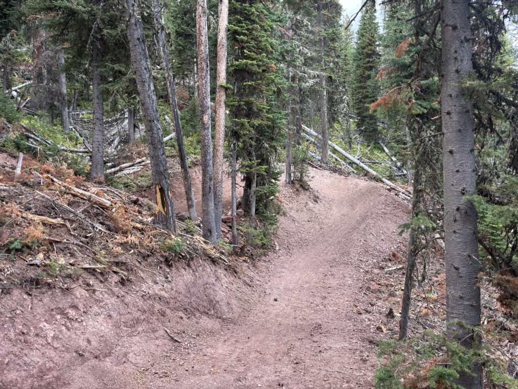 Dusty forest trail winding through conifer trees with fallen logs along the sides.