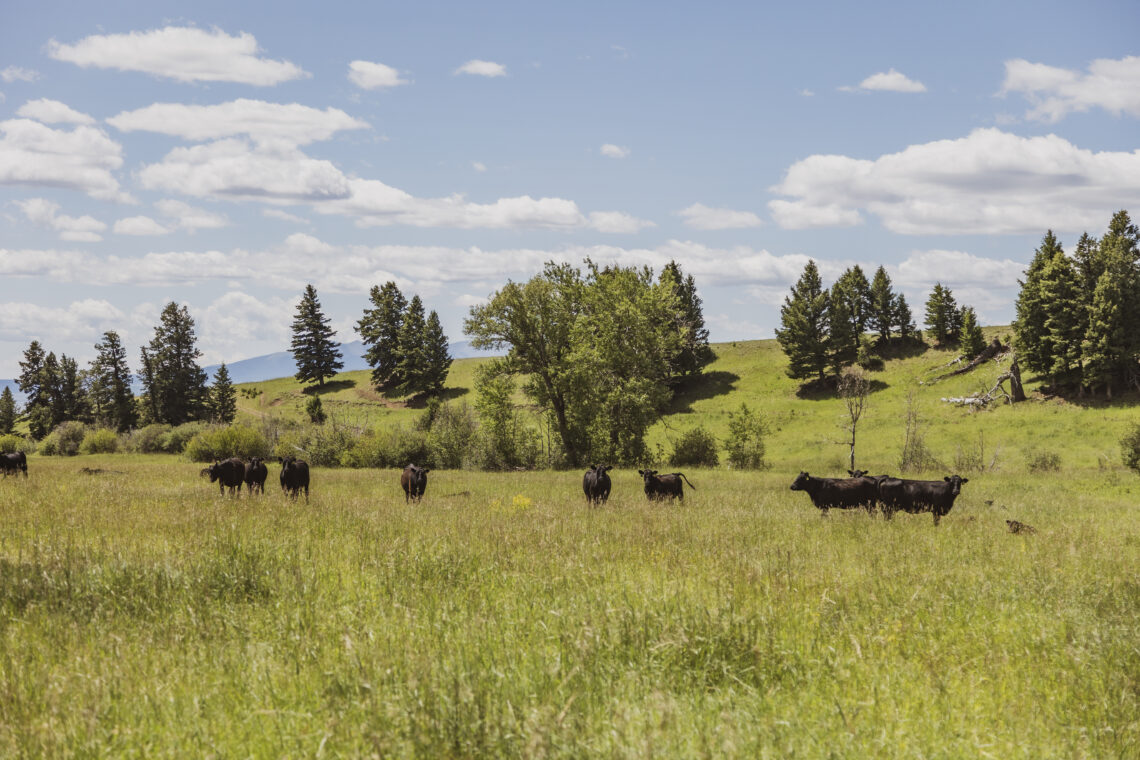 Cattle grazing in a grassy meadow with a line of evergreen trees and a blue sky with scattered clouds.