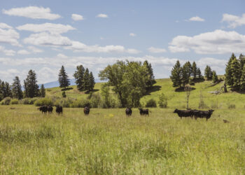 Cattle grazing in a grassy meadow with a line of evergreen trees and a blue sky with scattered clouds.