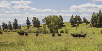 Cattle grazing in a grassy meadow with a line of evergreen trees and a blue sky with scattered clouds.