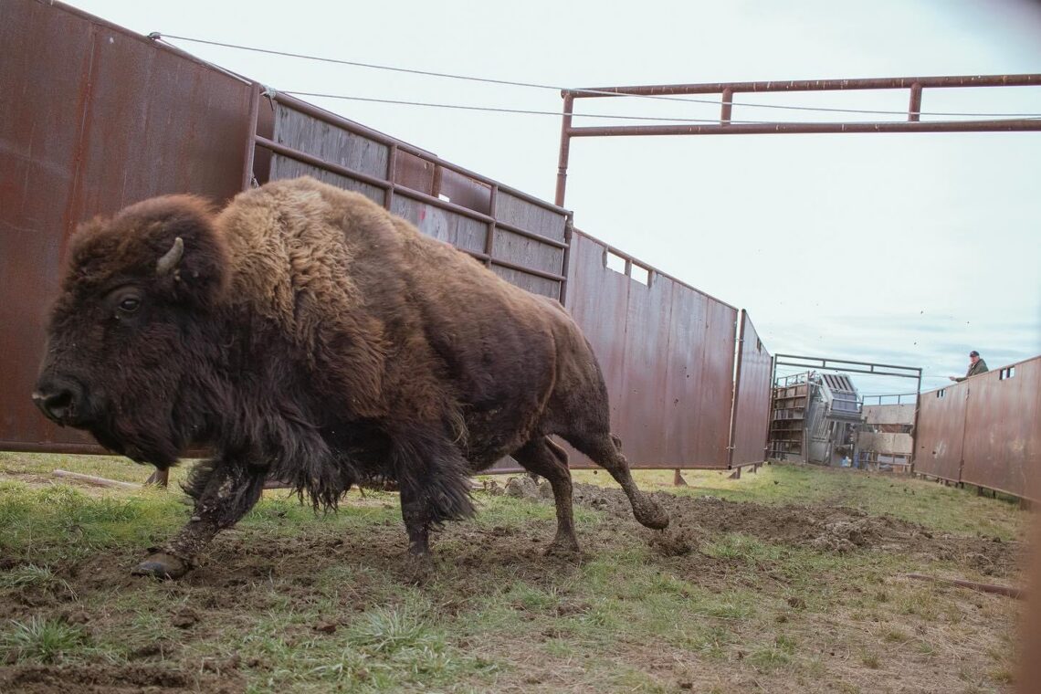 Bison walking through a muddy corrral with tall metal panels on both sides.