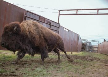 Bison walking through a muddy corrral with tall metal panels on both sides.