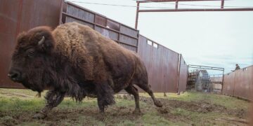 Bison walking through a muddy corrral with tall metal panels on both sides.