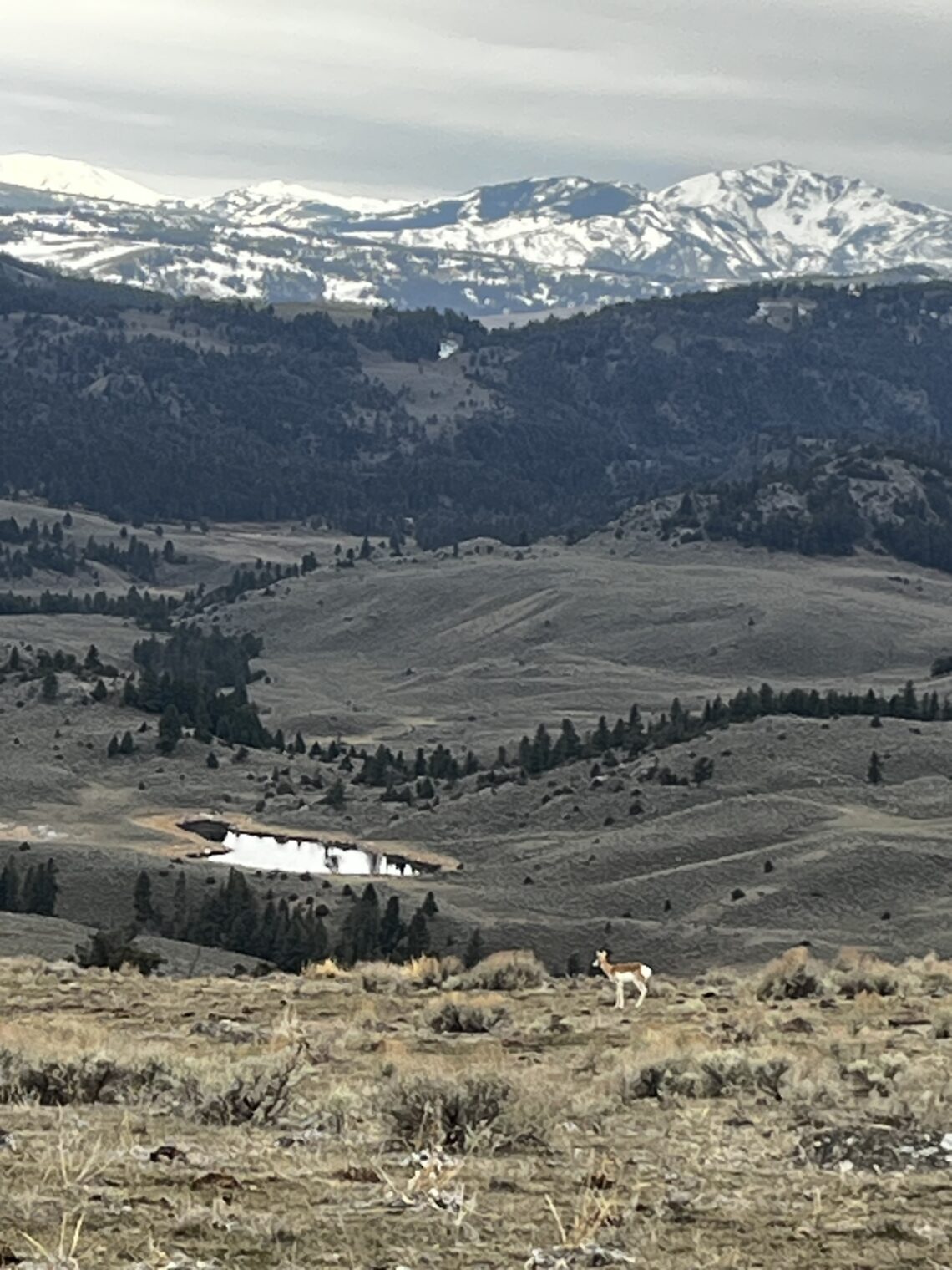 Snowy mountain range under overcast sky with pine-covered hills and a grazing horse in the foreground