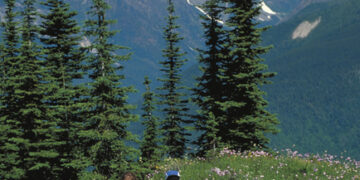 Two hikers walking through a wildflower meadow with snow-capped mountains in the background.