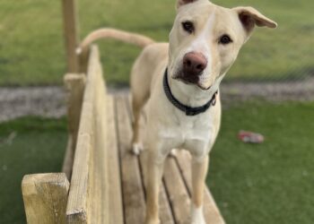 Cream-colored dog with one ear perked, standing on a wooden platform in a grassy park and looking at the camera.