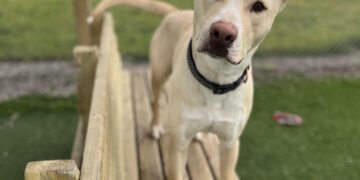 Cream-colored dog with one ear perked, standing on a wooden platform in a grassy park and looking at the camera.