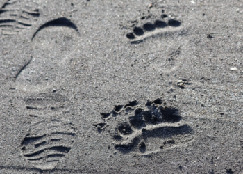 Footprints in wet, dark sand on a beach, curving from left to right under bright sunlight