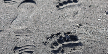Footprints in wet, dark sand on a beach, curving from left to right under bright sunlight