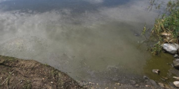 Shallow, muddy shoreline of a calm lake with clear water and a mix of grass, rocks, and pebbles along the edge.