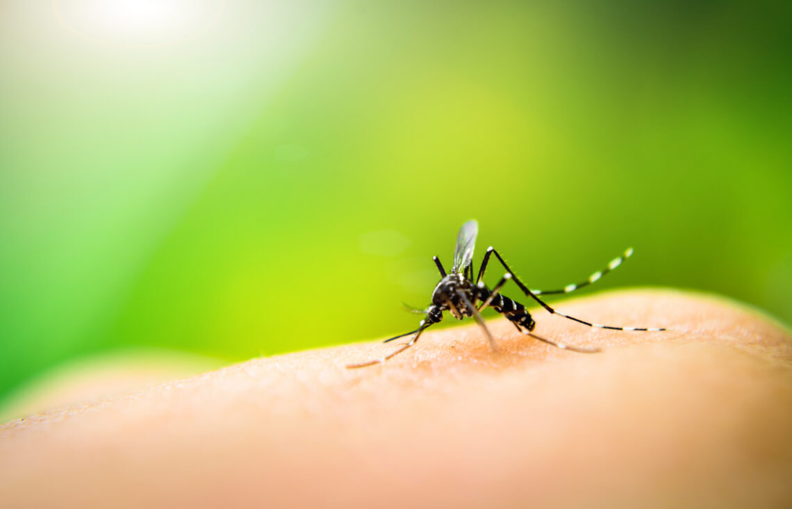 Macro shot of a mosquito sipping blood from a fingertip, with a soft green background behind the skin.