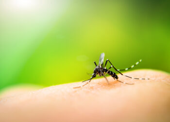Macro shot of a mosquito sipping blood from a fingertip, with a soft green background behind the skin.