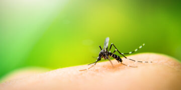 Macro shot of a mosquito sipping blood from a fingertip, with a soft green background behind the skin.