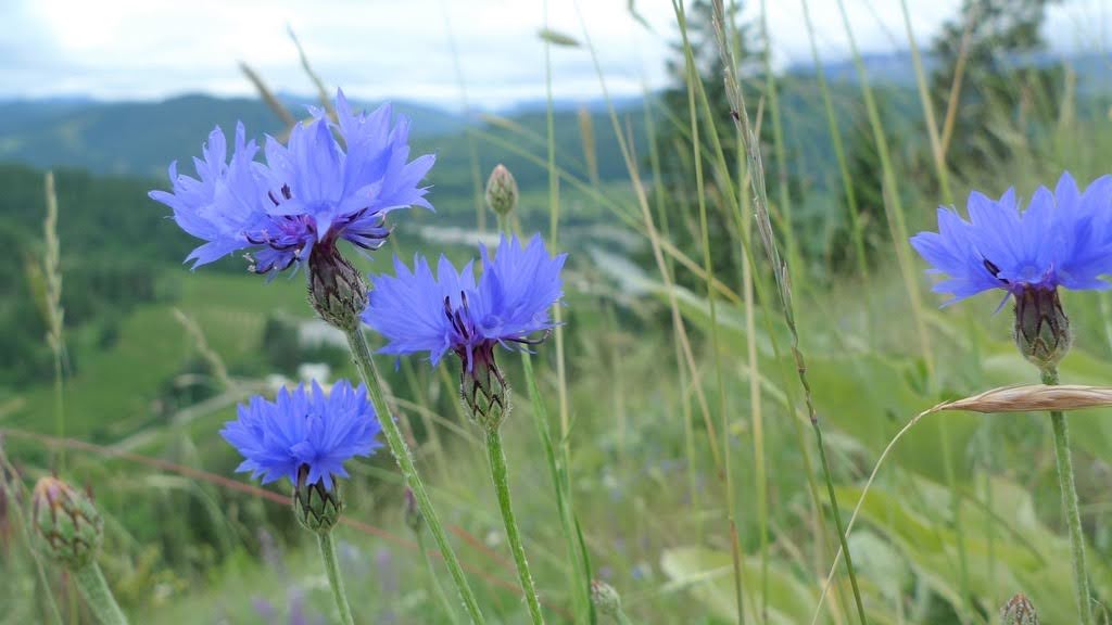 Cluster of vibrant blue cornflowers in a grassy hillside with a blurred valley in the background.